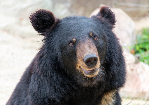 A black bear in a wildlife park.